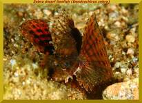 Zebra dwarf lionfish (Dendrochirus zebra)