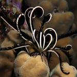 Rough feather star