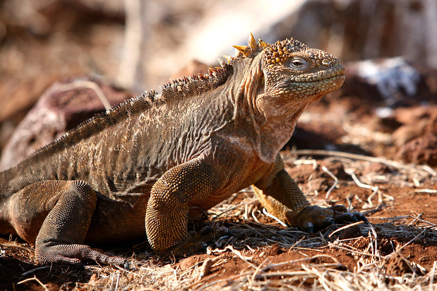 Żółta Iguana