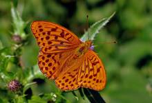 1/2 PERłOWIEC KRÓLEWICZ (Argynnis paphia)