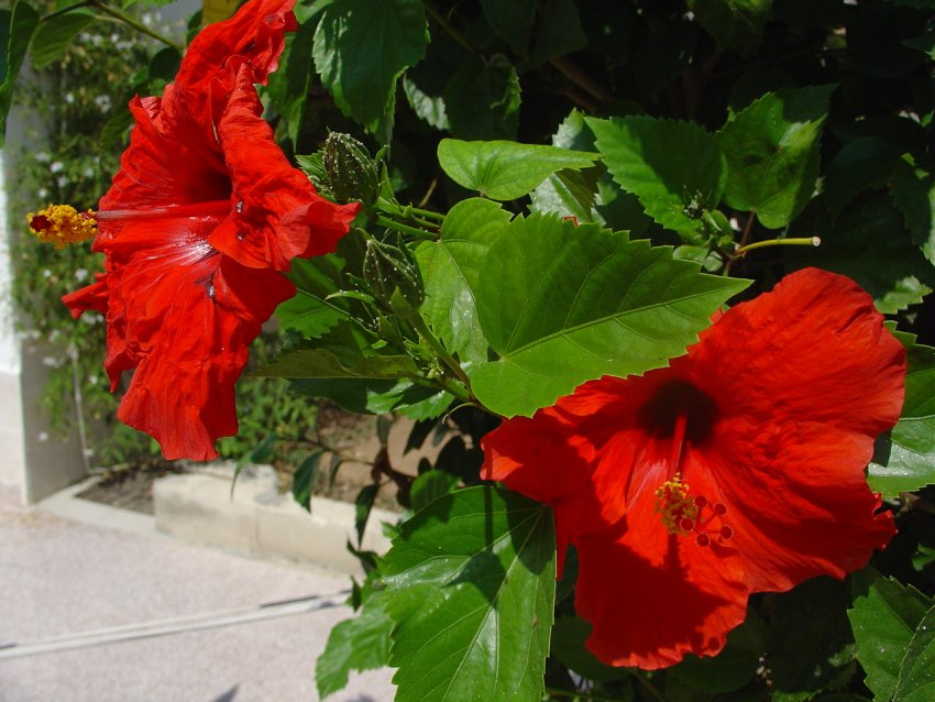 Hibiskus