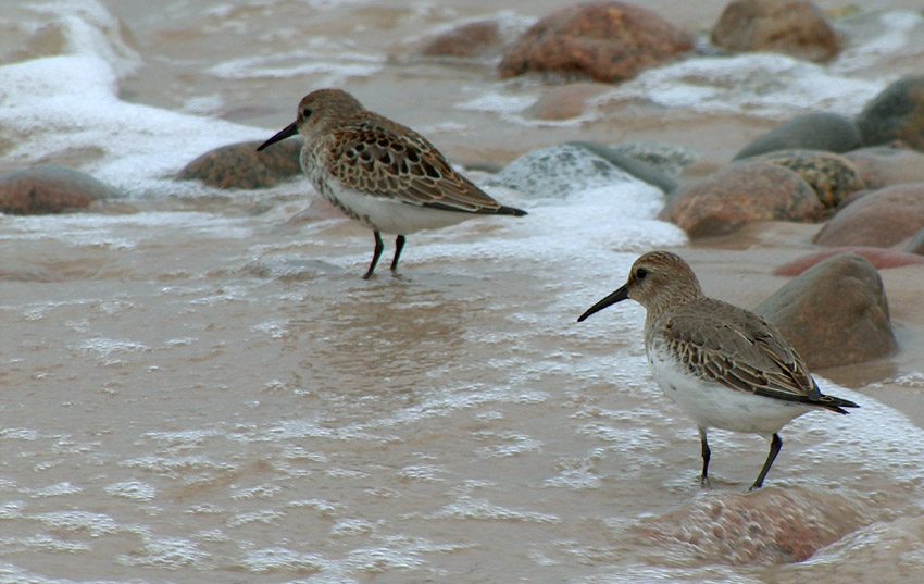 Biegus zmienny - Calidris alpina