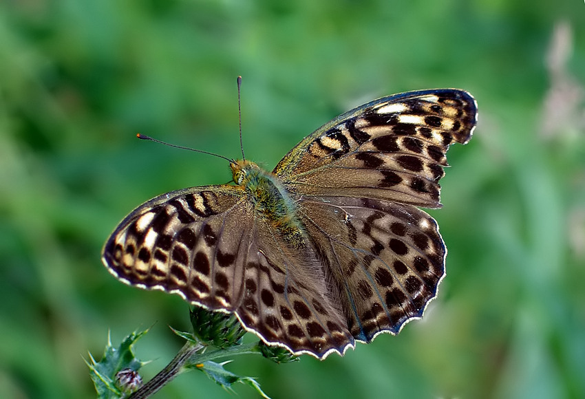 2/2PERŁOWEIEC MALINOWIEC - Argynnis paphia ( b. rzadka forma VALEZINA )