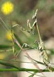 Modliszka (Empusa fasciata)