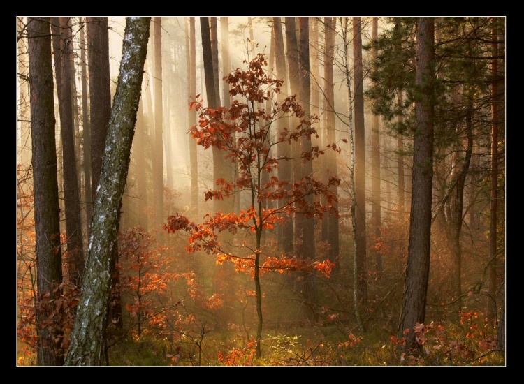 Sąd nad leśnym zachwytem