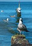 Mewa siodłata - Larus marinus