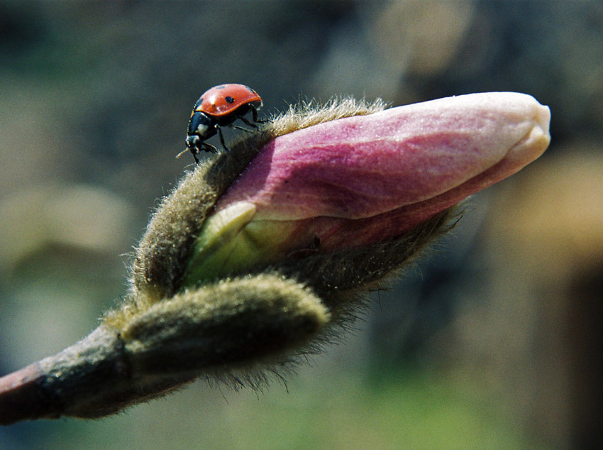 Na magnolii