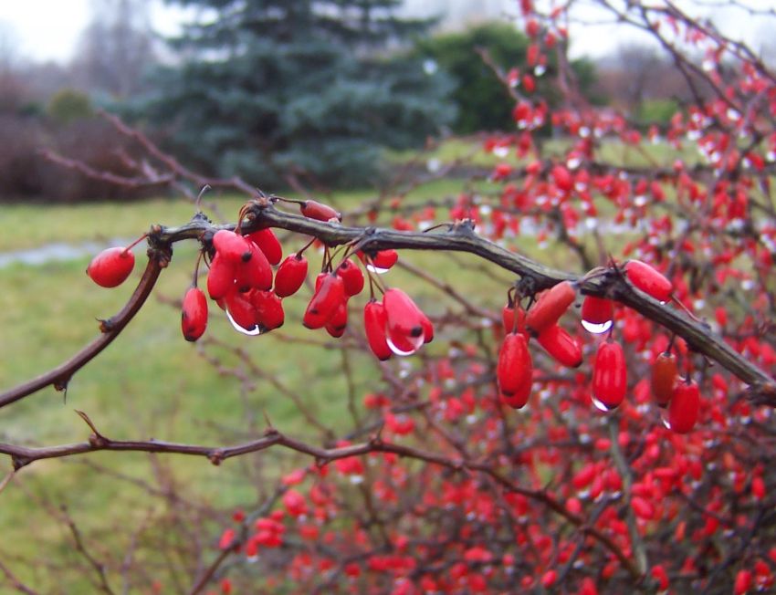 Berberis