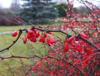 Berberis