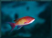 Lyretail anthias (Pseudanthias squamipinnis)