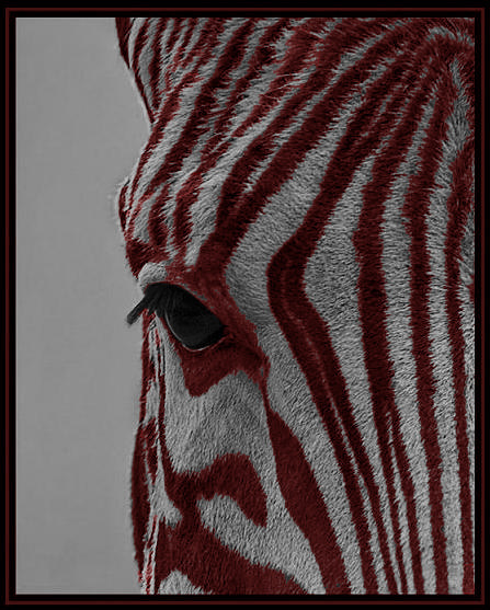 Zebra