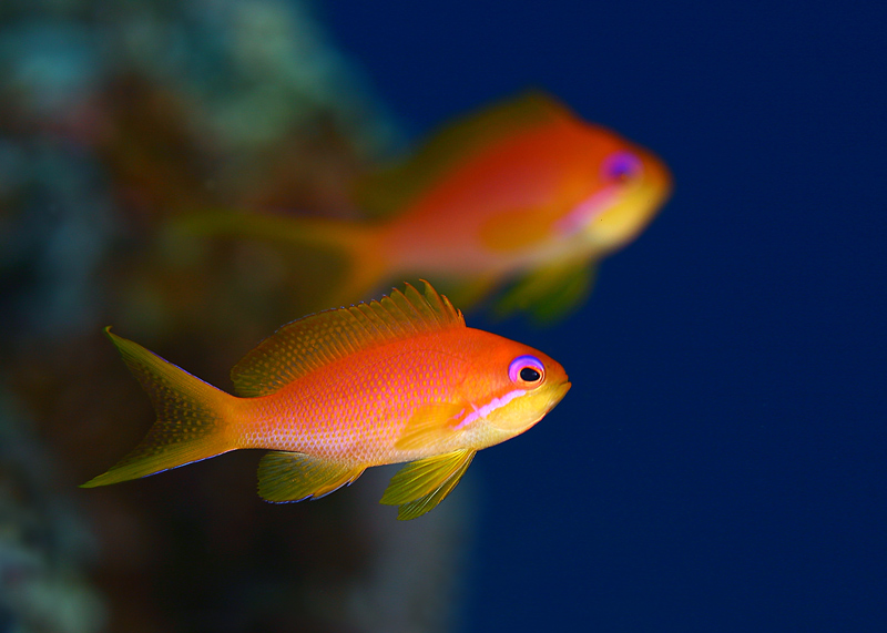 Lyretail anthias - samiczka.