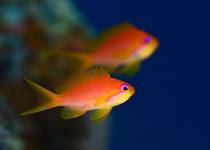 Lyretail anthias - samiczka.