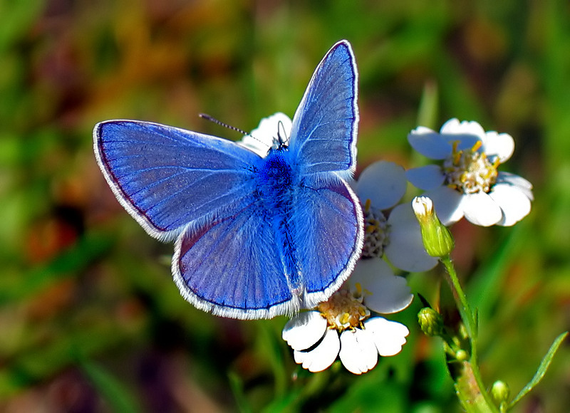 MODRASZEK IKAR (Polyommatus icarus)