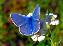 MODRASZEK IKAR (Polyommatus icarus)