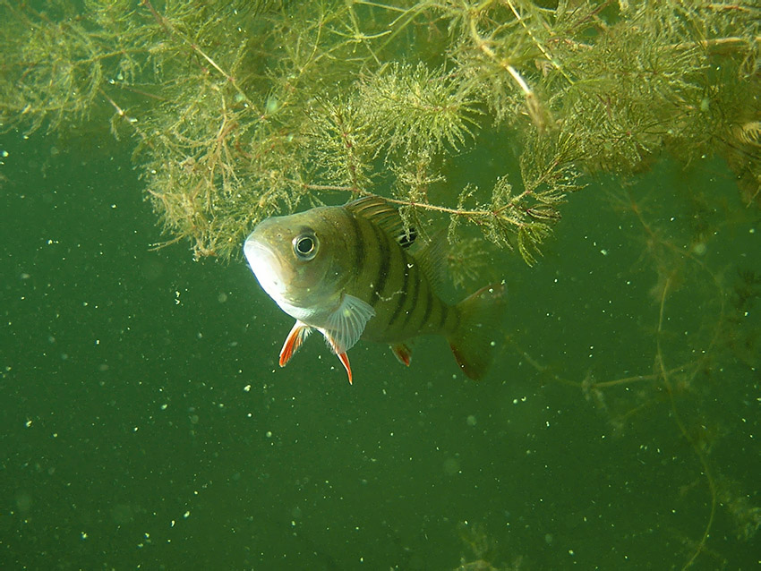 Okoń /Perca fluviatilis/