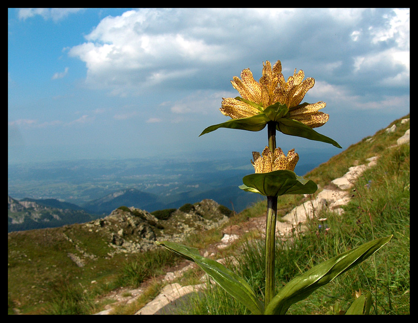 Goryczka kropkowana (Gentiana punctata L.)