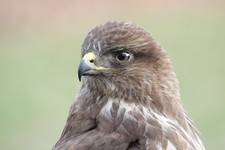 Buteo Buteo