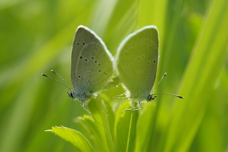 Lustrzane odbicie