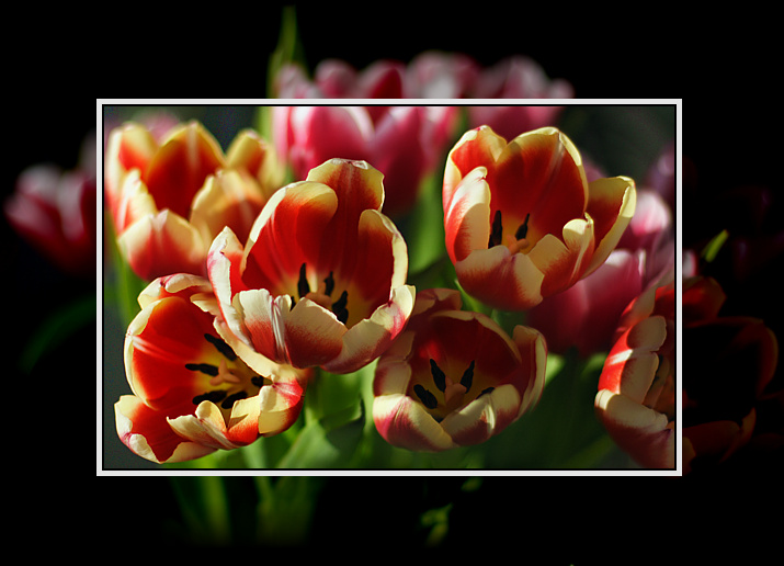 tulipany