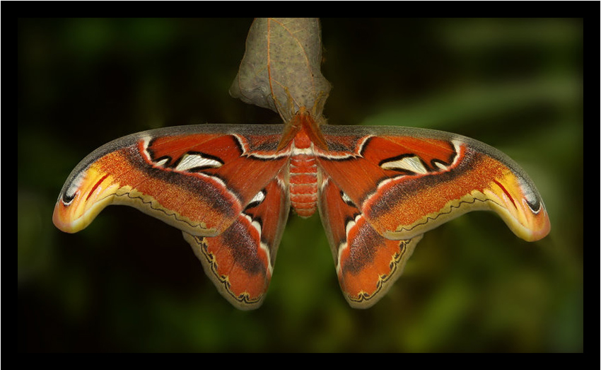 Attacus Atlas III