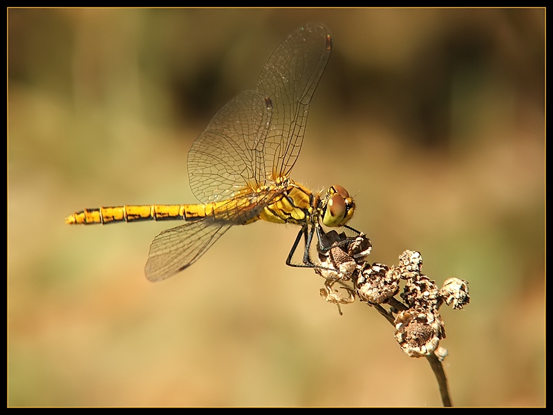 Szablak zwyczajny (Sympetrum vulgatum)