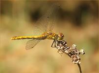 Szablak zwyczajny (Sympetrum vulgatum)