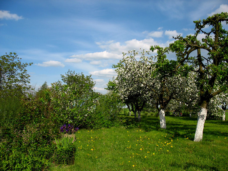 wiosną w sadzie