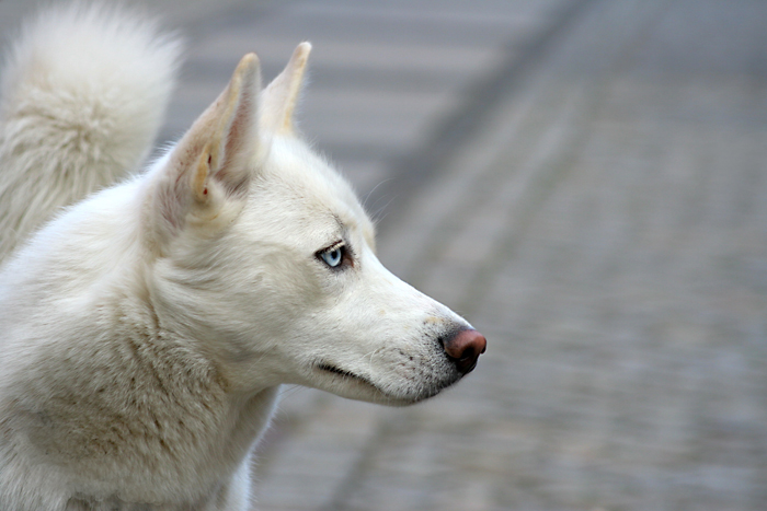 albinos