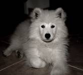 samoyed