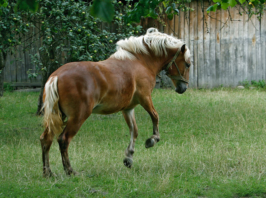 Wiejski konik