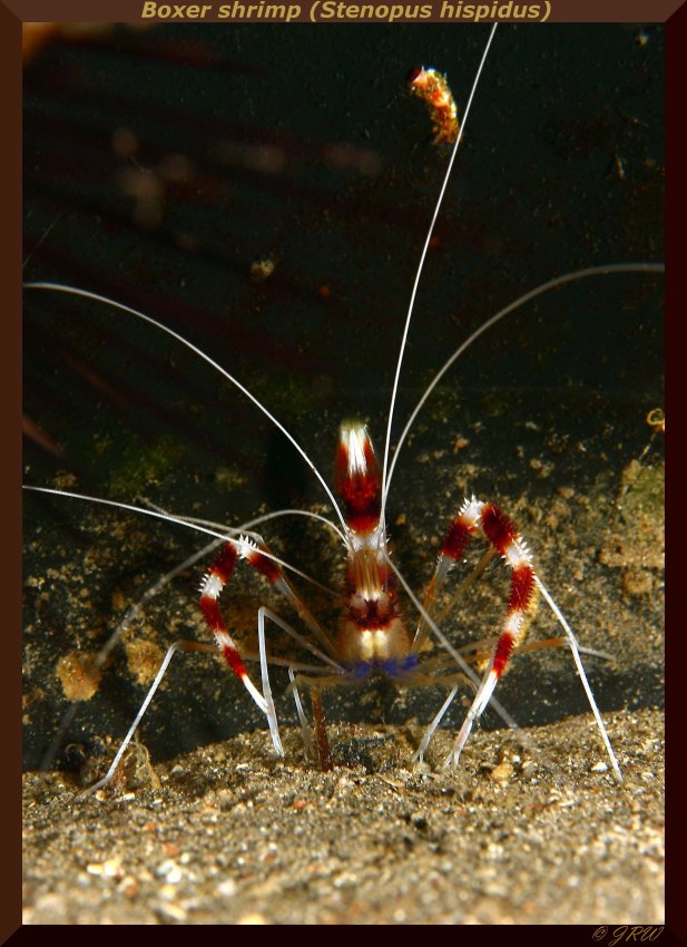 Boxer shrimp (Stenopus hispidus)