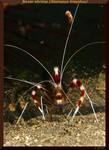 Boxer shrimp (Stenopus hispidus)