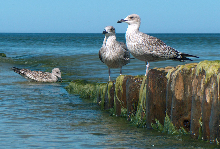 Mewa siodłata - Larus marinus