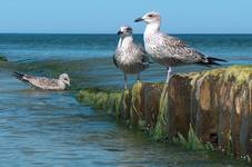 Mewa siodłata - Larus marinus