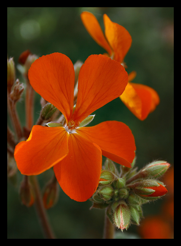 Orange II