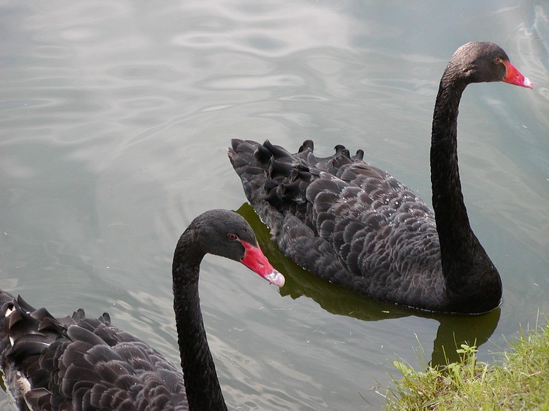 balck swans