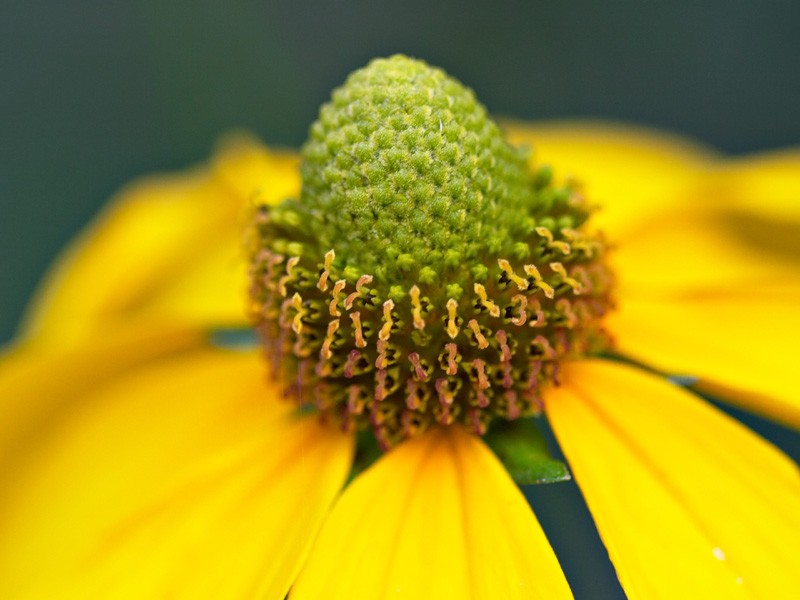 048. Rudbekia