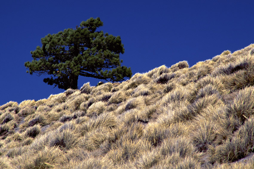 Arbol Solitario