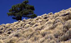 Arbol Solitario