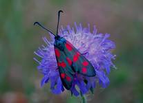 KRAŚNIK SZEŚCIOPLAMEK (Zygaena filipendulae)