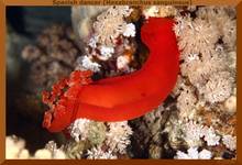 Spanish dancer (Hexabranchus sanguineus)