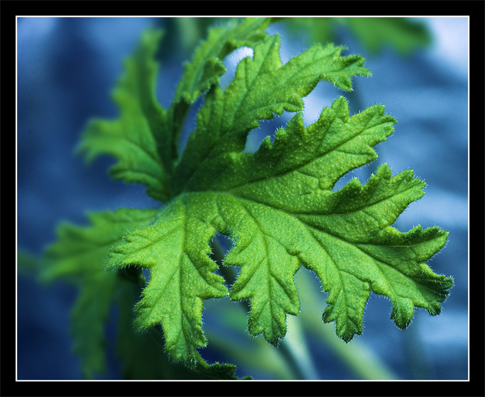 Geranium