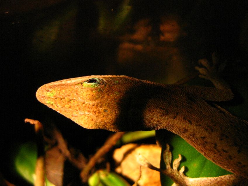 Anolis Zielony