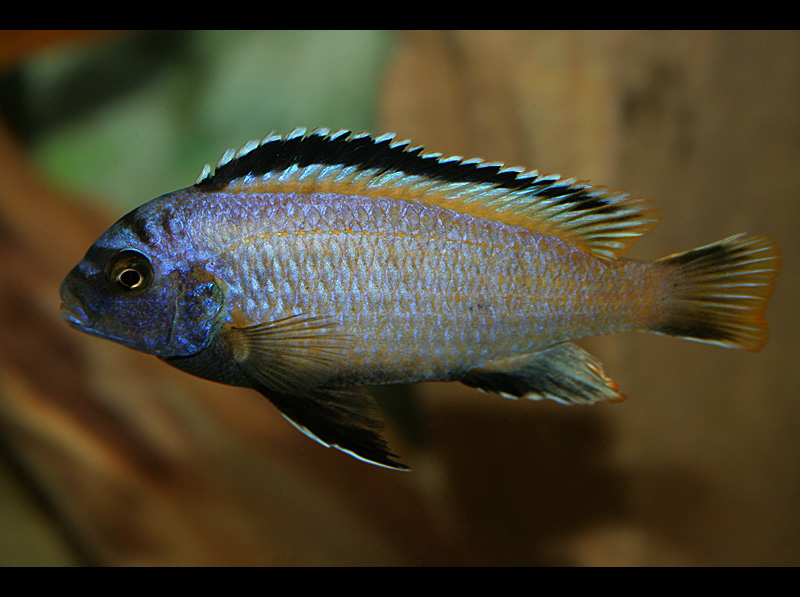 Pseudotropheus msobo