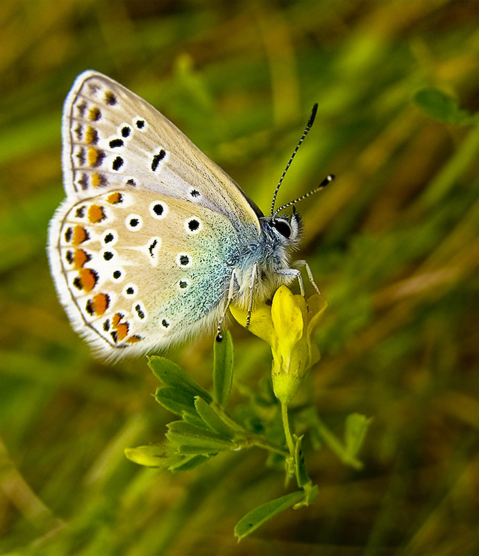 motyl2