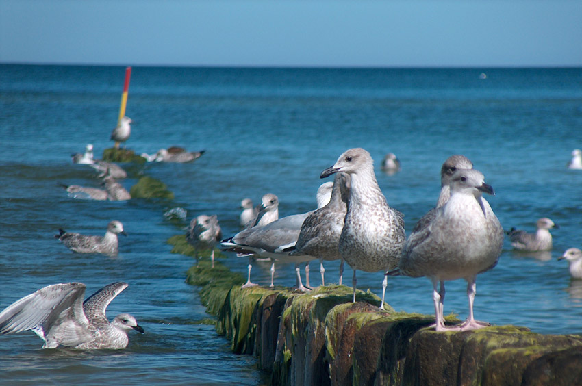 Mewa siodłata - Larus marinus