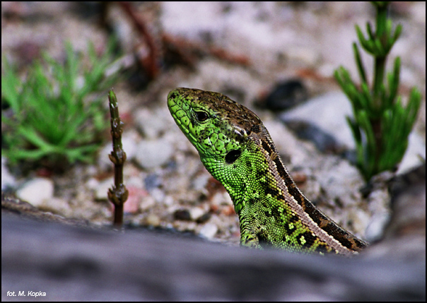 jaszczurka zwinka (Lacerta agilis)