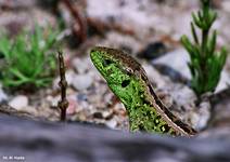 jaszczurka zwinka (Lacerta agilis)