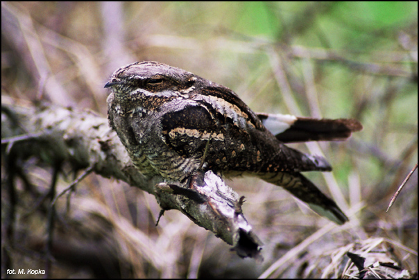 lelek (Caprimulgus europaeus)